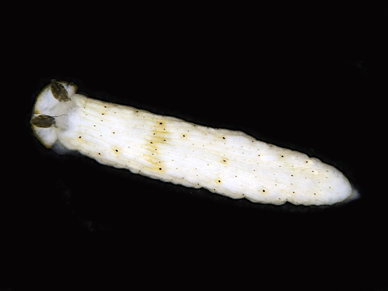 4149a